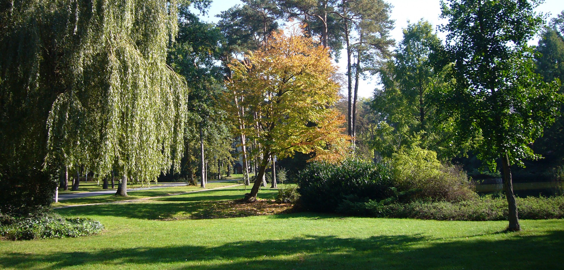 Bäume im Park