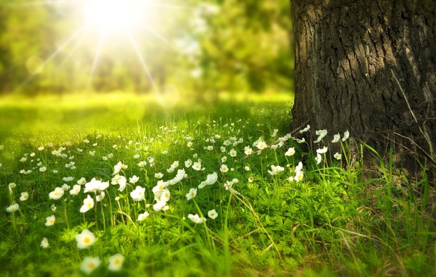 Wiese mit Blumen und Baum