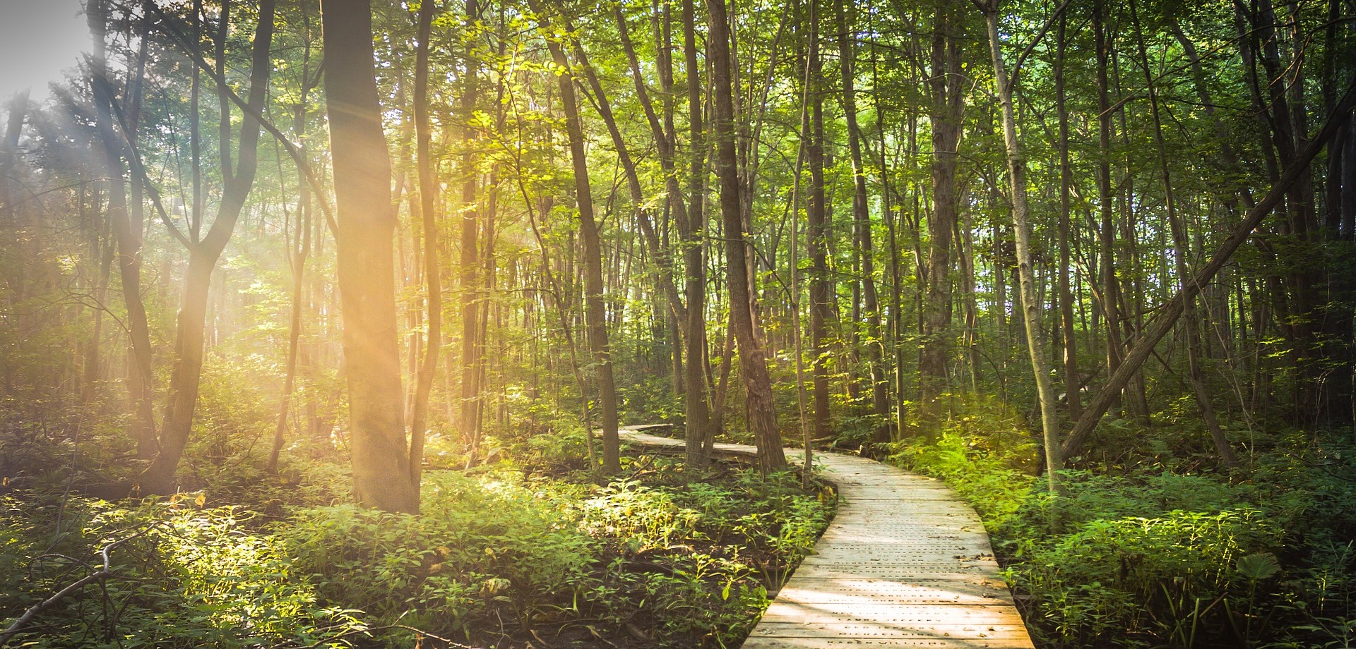 Durch einen dichten, grünen Wald zieht sich schlängelnd ein hölzerner Pfad, über den man gehen kann, um zum Ziel zu kommen